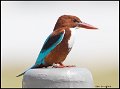 _9SB3788 white-throated kingfisher